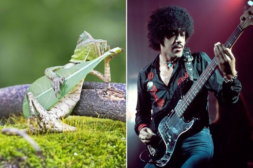 Reptile rocks ..